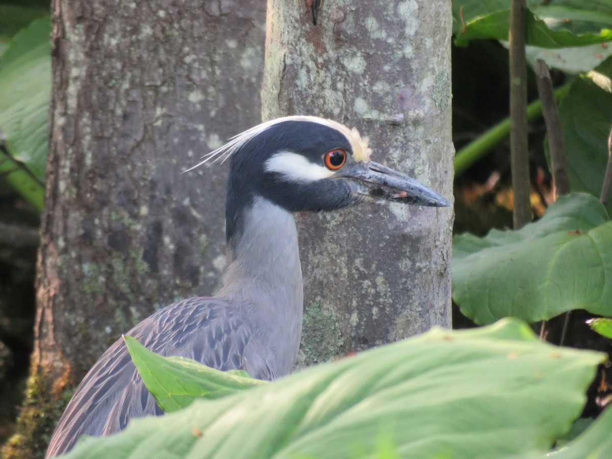 Yellow-crowned Night Heron - ML619442736