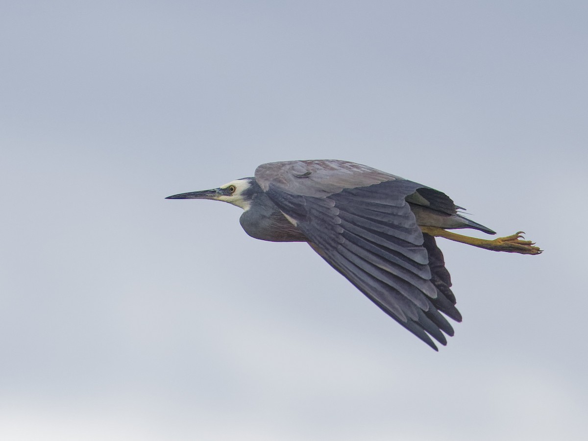 White-faced Heron - Angus Wilson