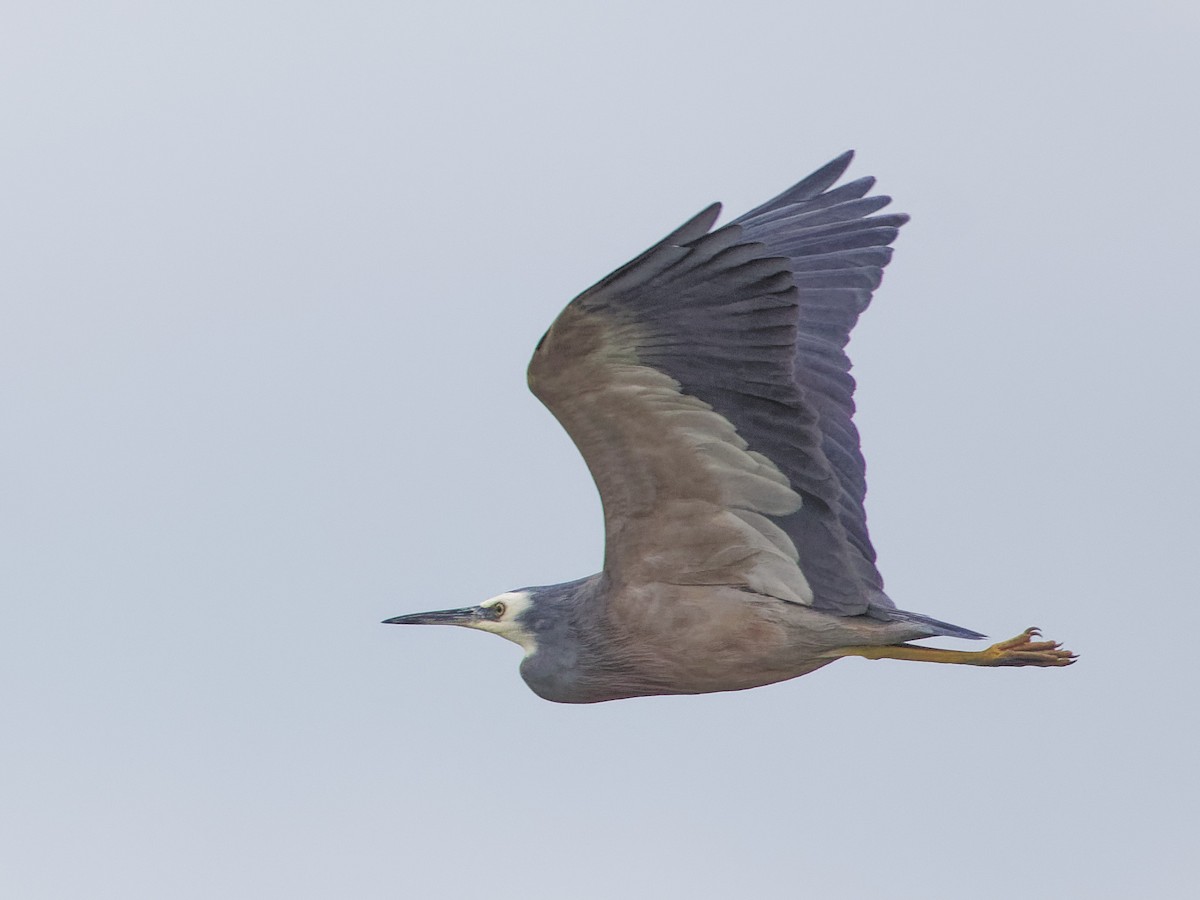 White-faced Heron - Angus Wilson