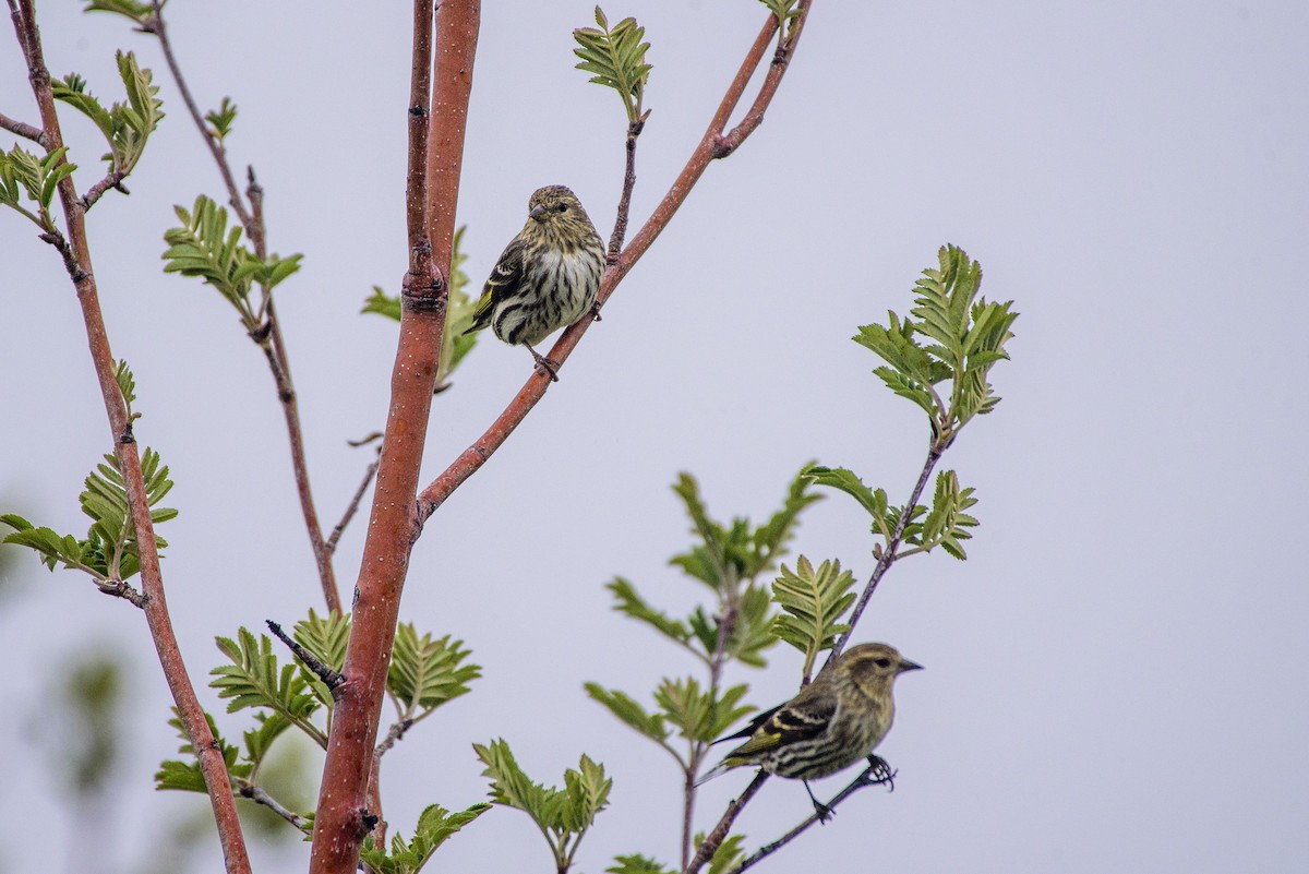 Pine Siskin - Anatoly Tokar