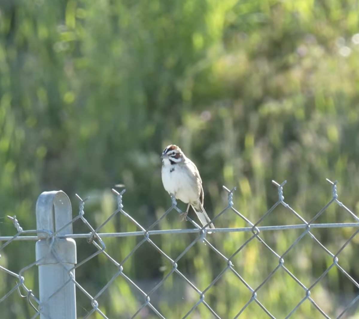 Lark Sparrow - Hawkin Saeger