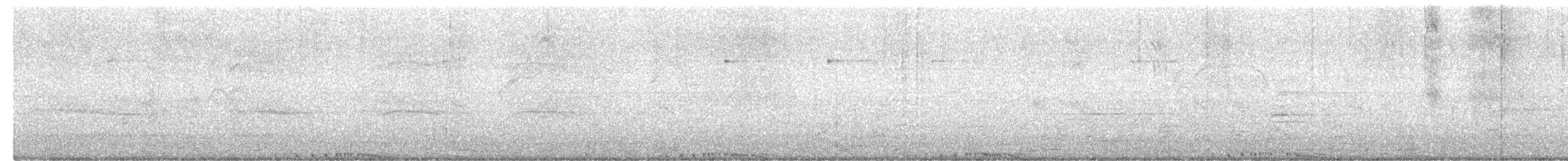 holub skalní (domácí) - ML619442759