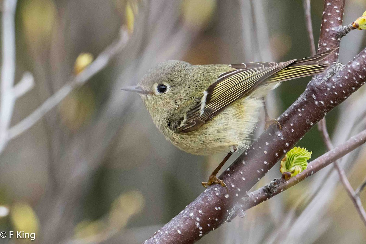 Ruby-crowned Kinglet - Frank King