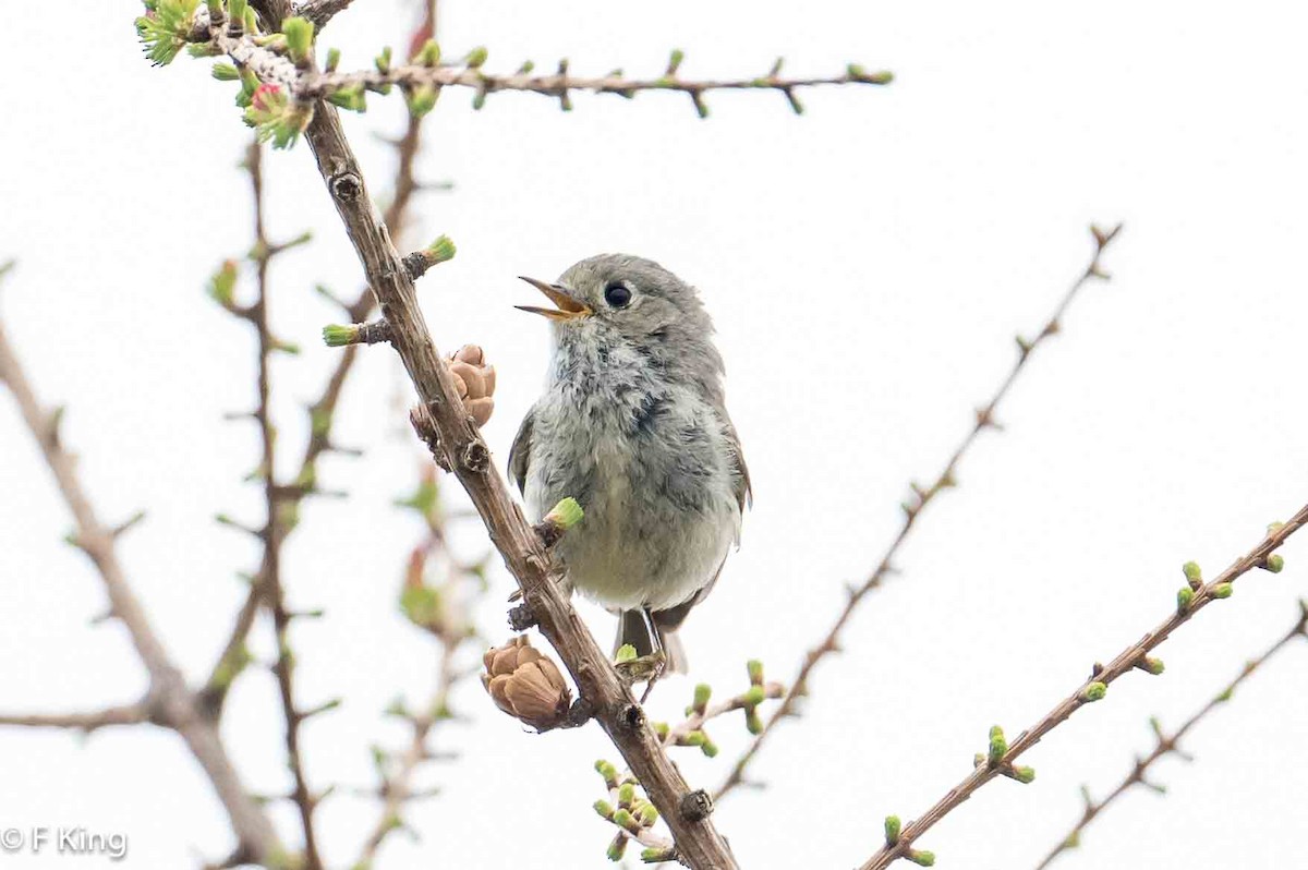 Ruby-crowned Kinglet - Frank King