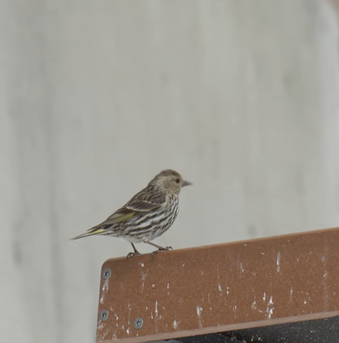 Pine Siskin - Hawkin Saeger