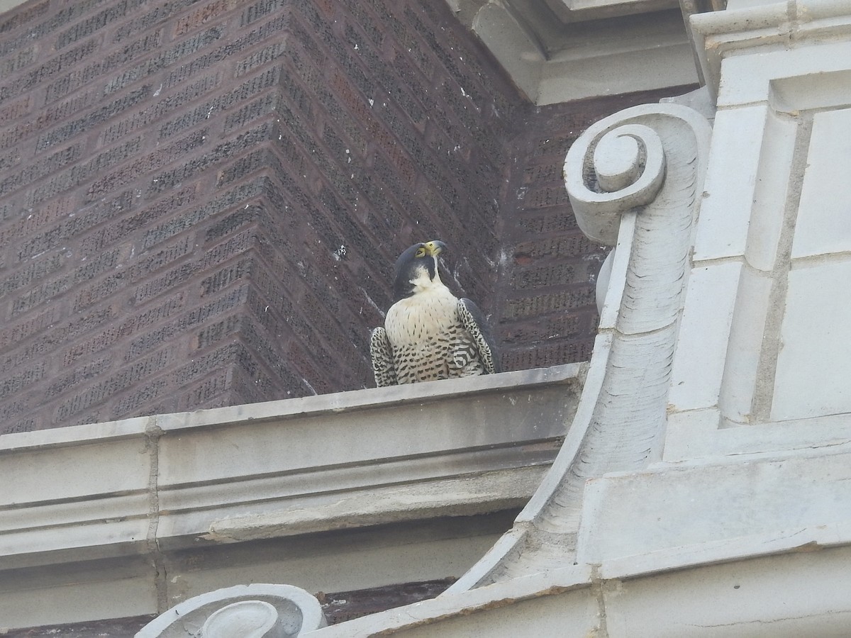 Peregrine Falcon - Kevin Slattery