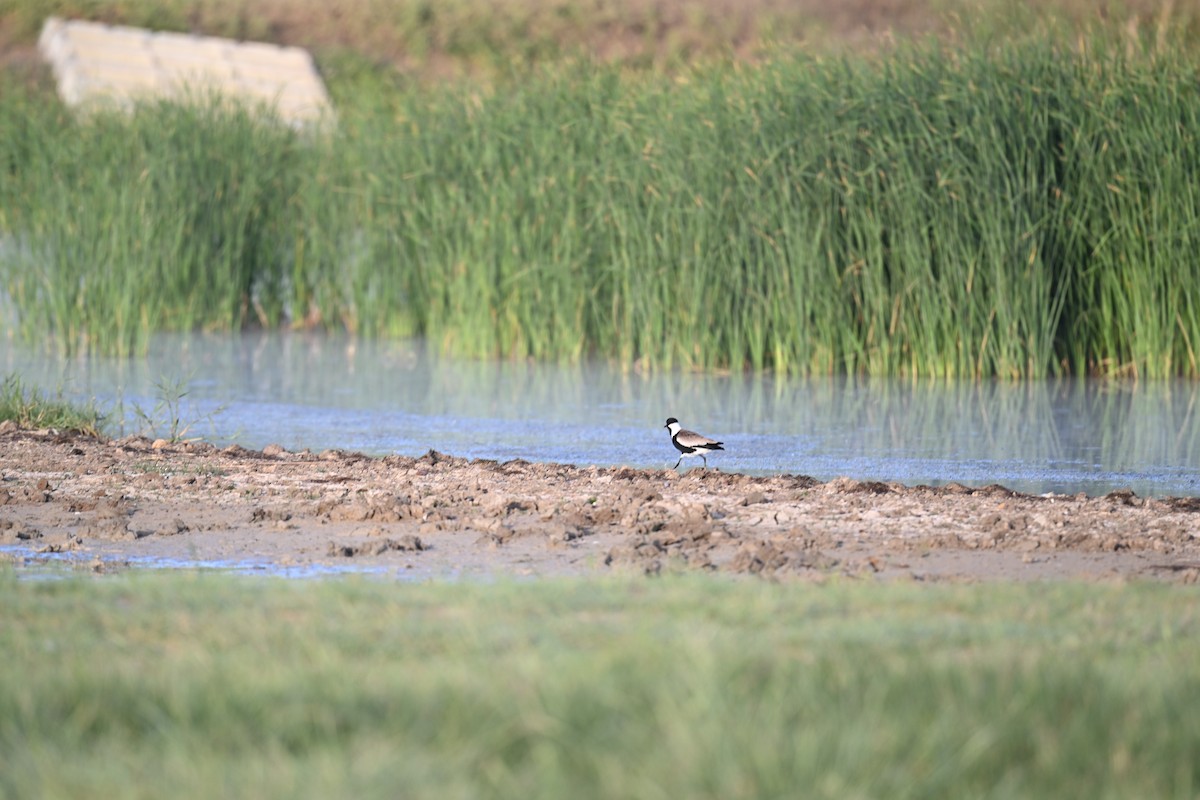 Spur-winged Lapwing - ML619442780