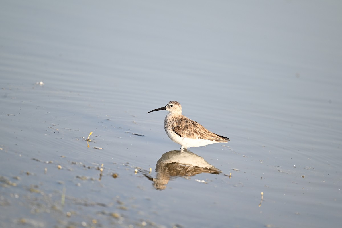 Curlew Sandpiper - ML619442786