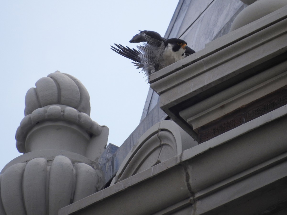 Peregrine Falcon - Kevin Slattery