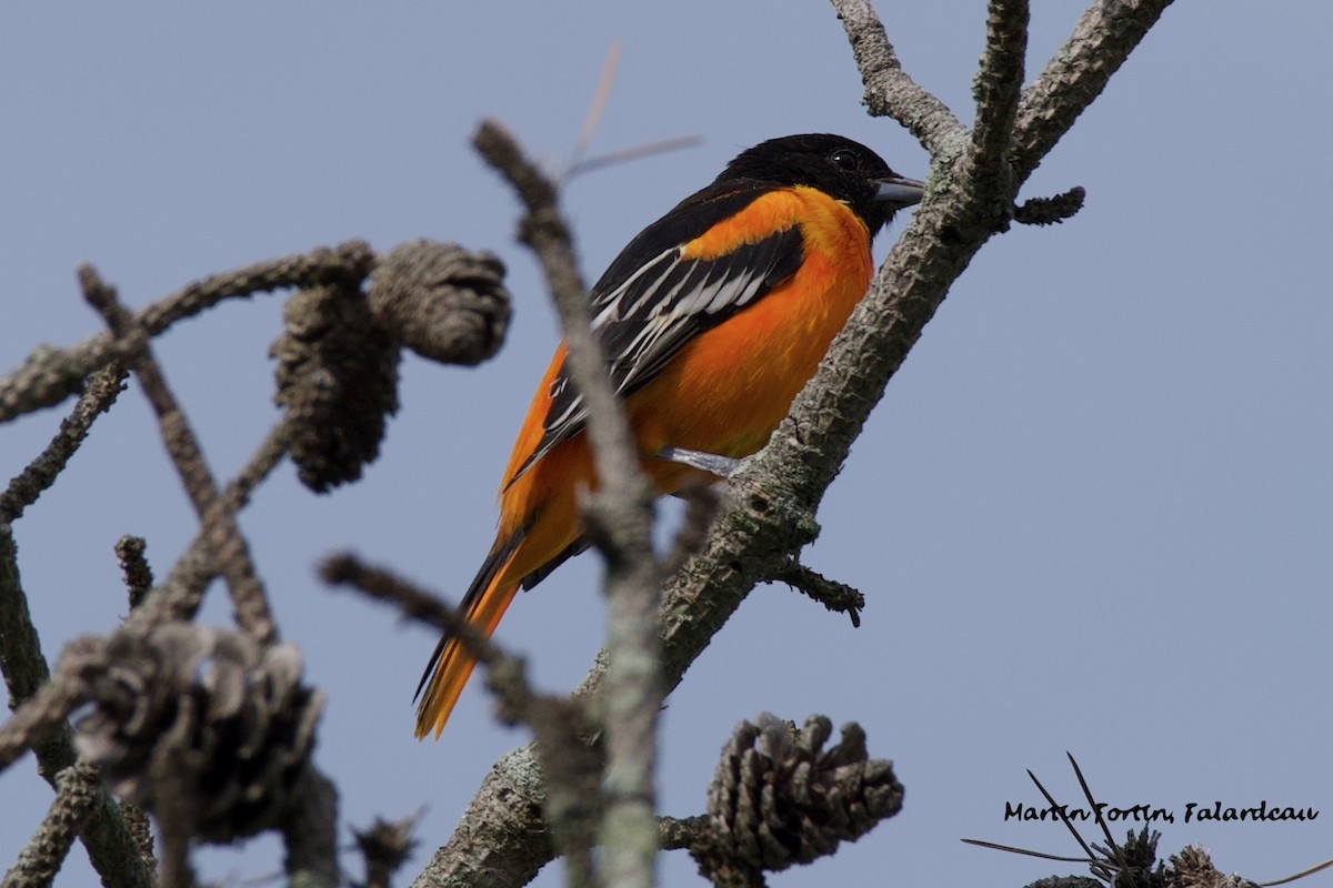 Baltimore Oriole - Martin Fortin