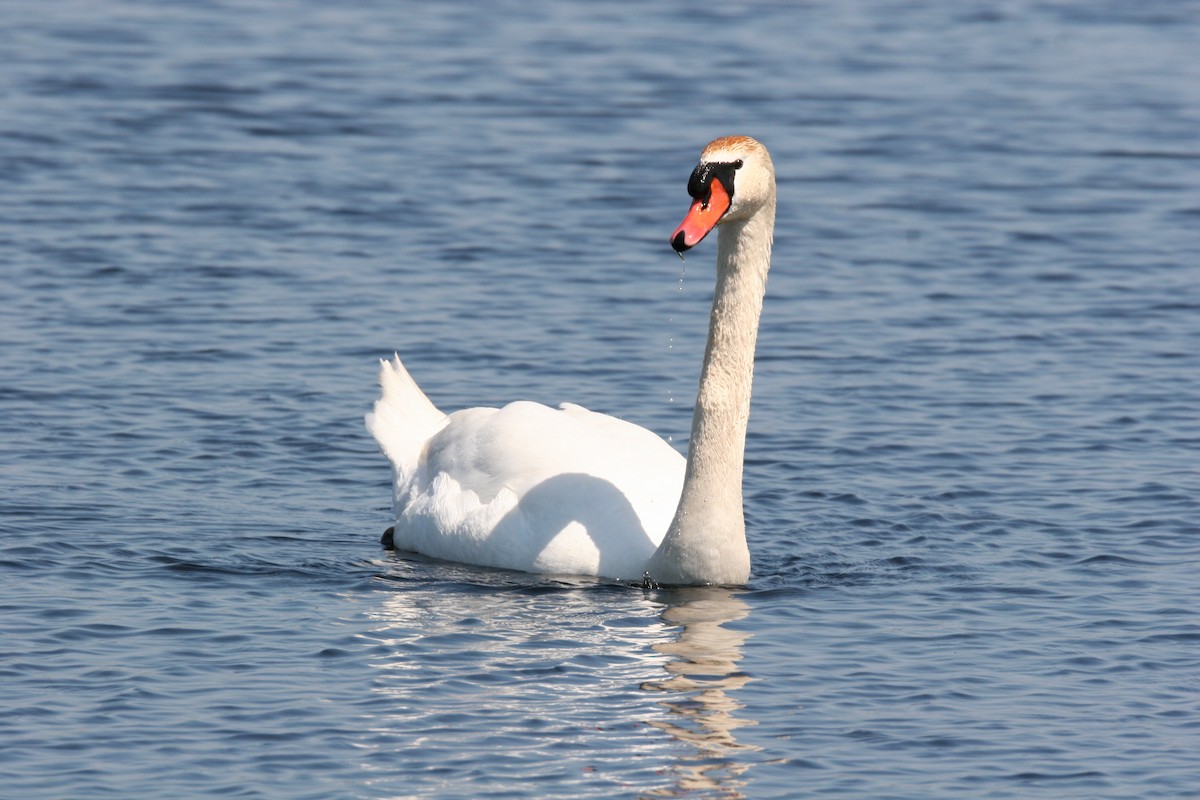 Mute Swan - Micheline Roy