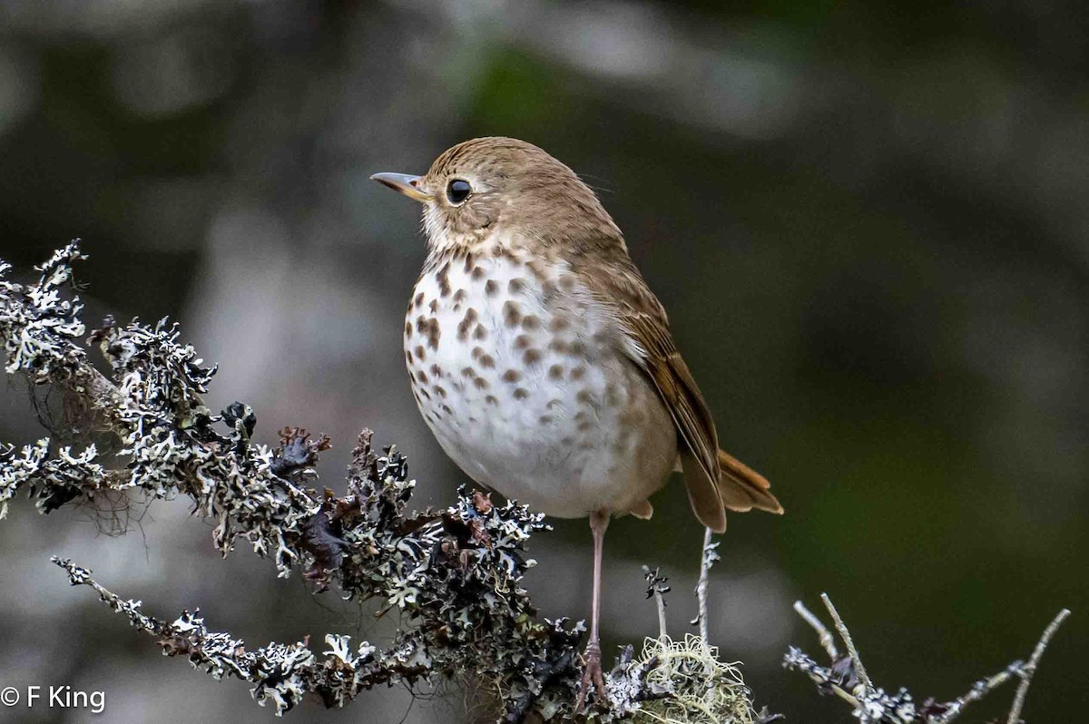 Hermit Thrush - Frank King