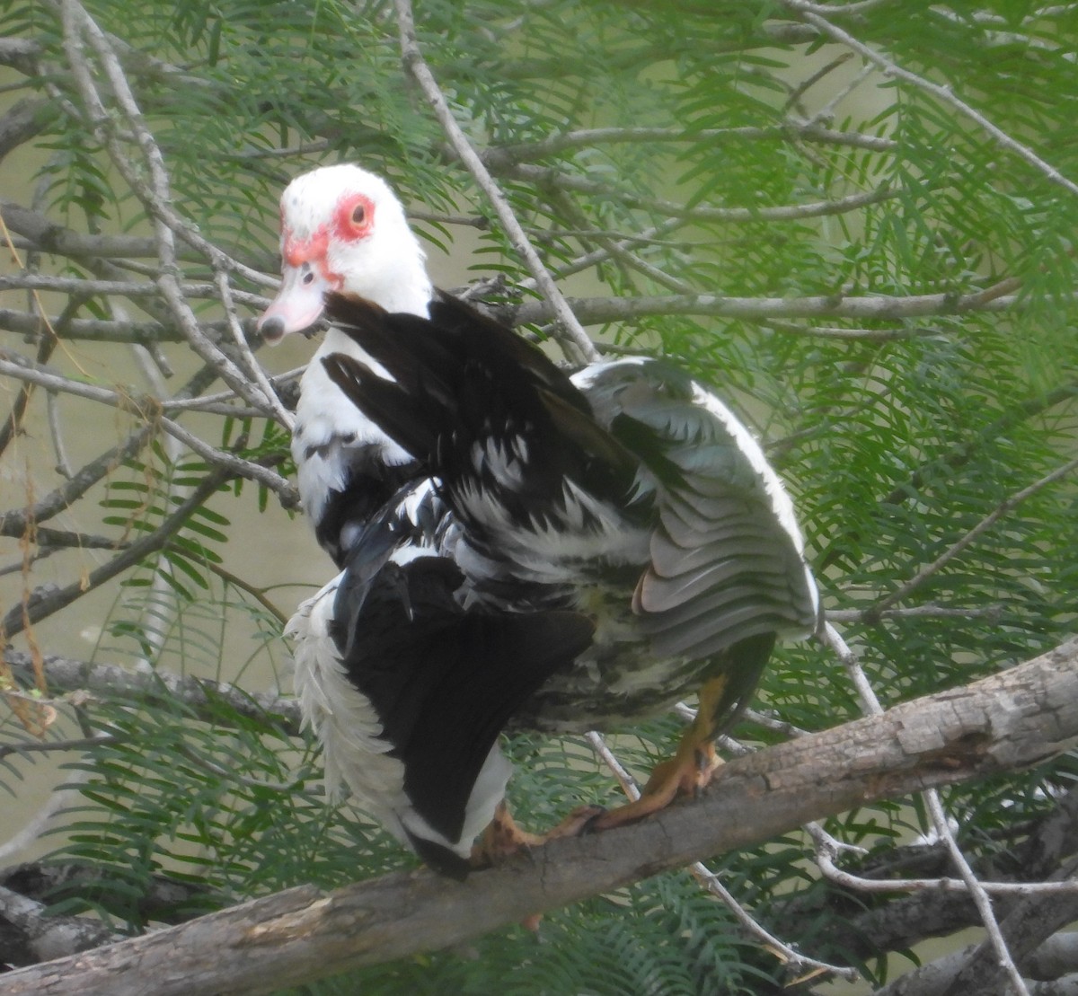 Muscovy Duck (Domestic type) - ML619442817