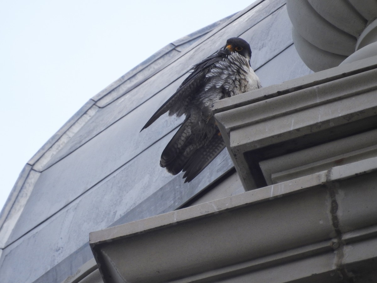 Peregrine Falcon - Kevin Slattery