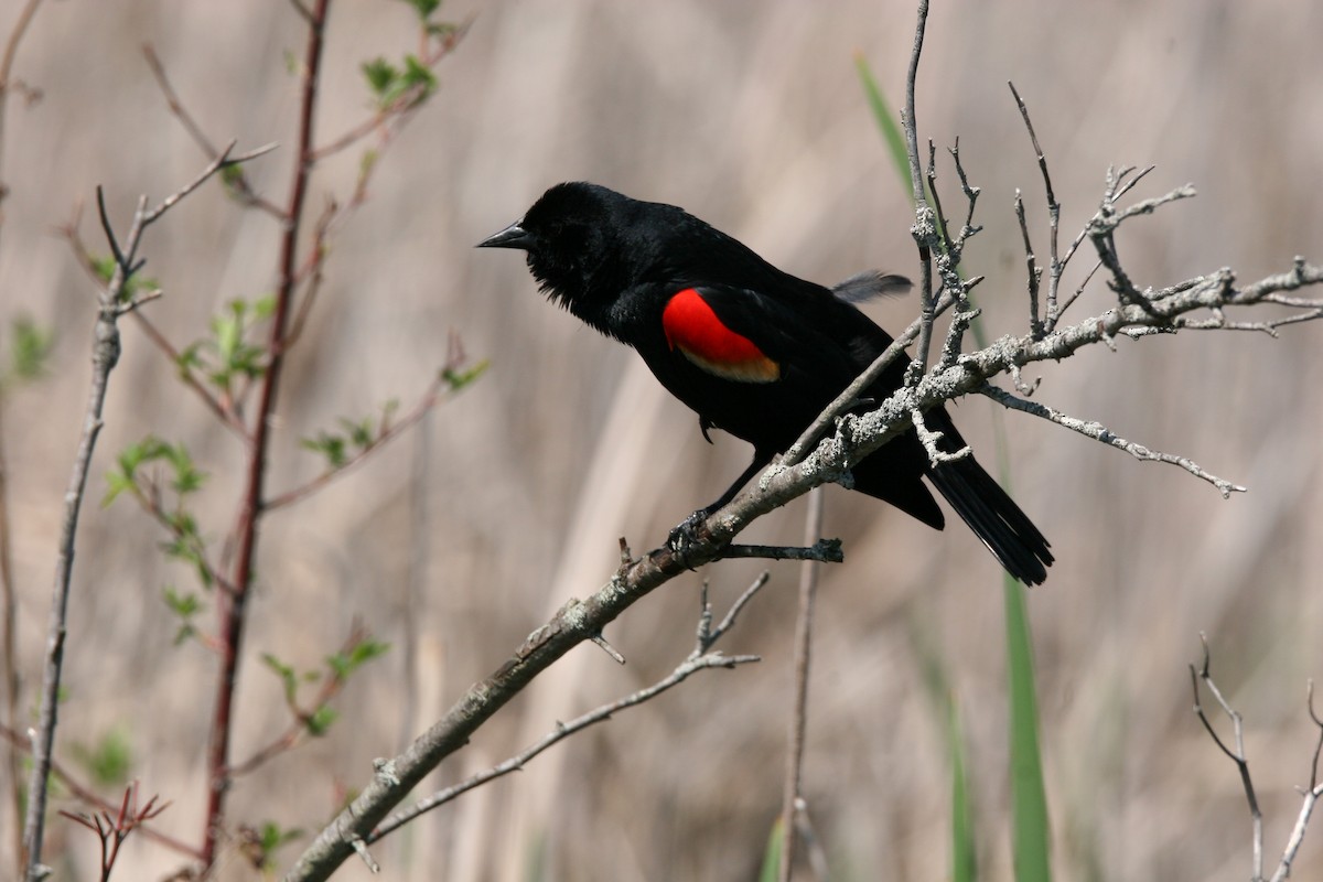 Red-winged Blackbird - Micheline Roy