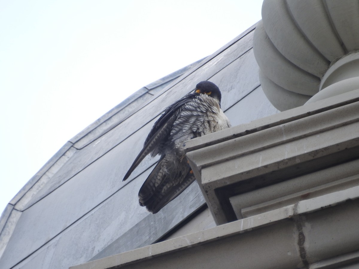 Peregrine Falcon - Kevin Slattery