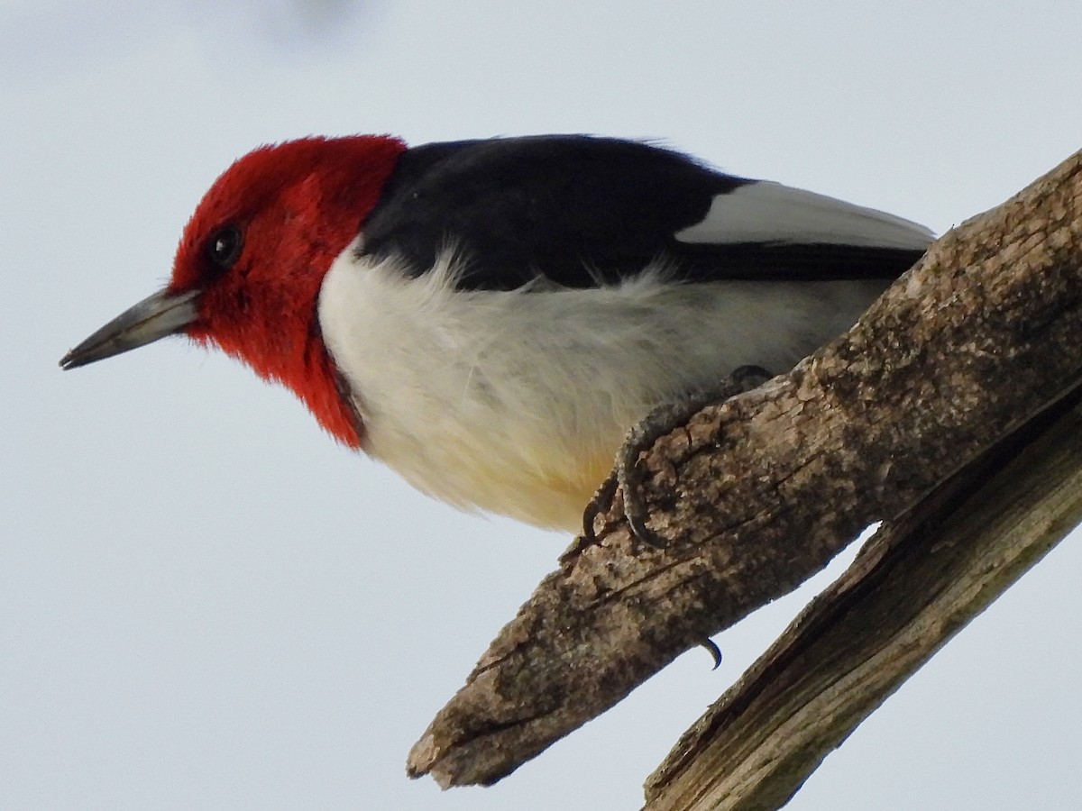 Red-headed Woodpecker - debbie martin