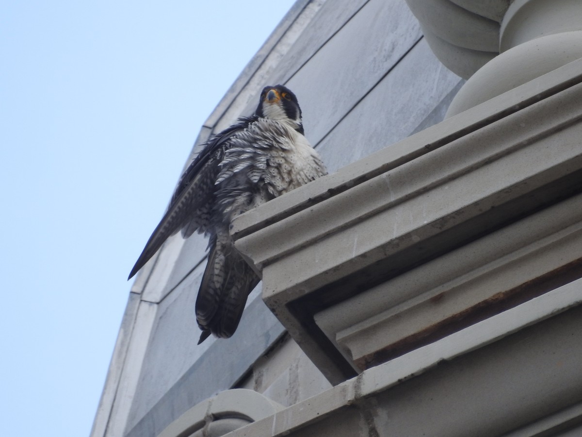 Peregrine Falcon - Kevin Slattery