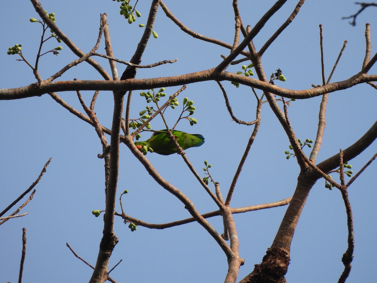 Vernal Hanging-Parrot - Muralidharan S