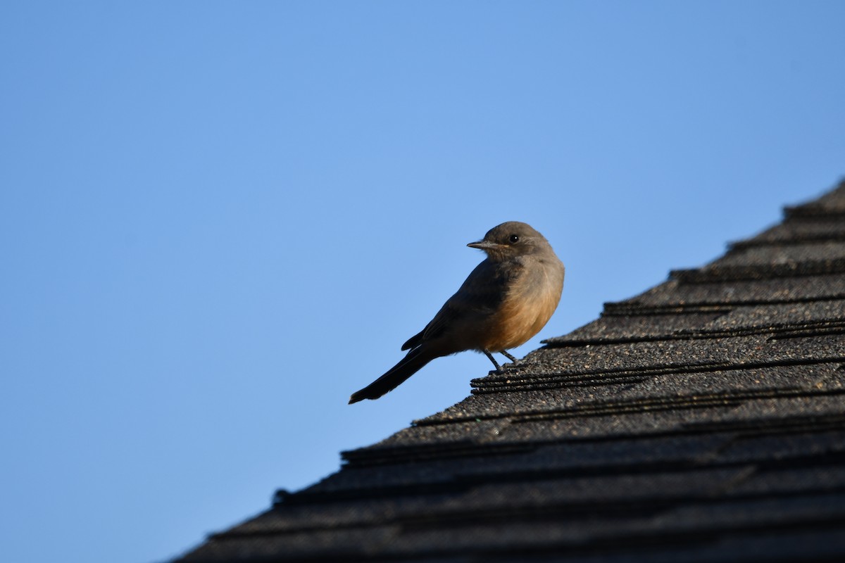 Say's Phoebe - Lael Rudisill