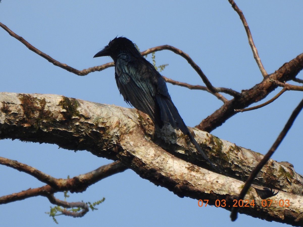 Drongo de Andamán - ML619442849