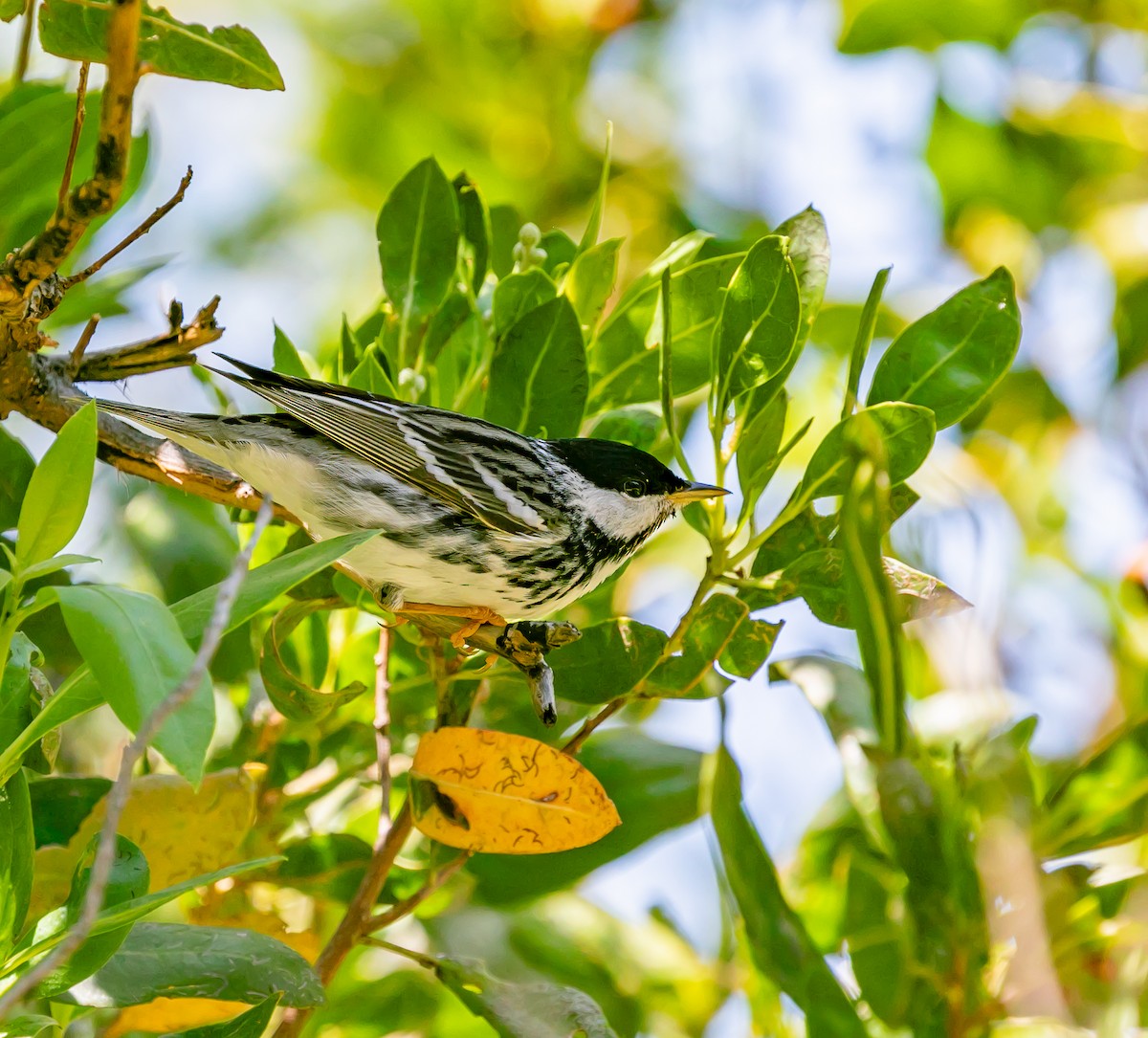 Blackpoll Warbler - Damon Haan