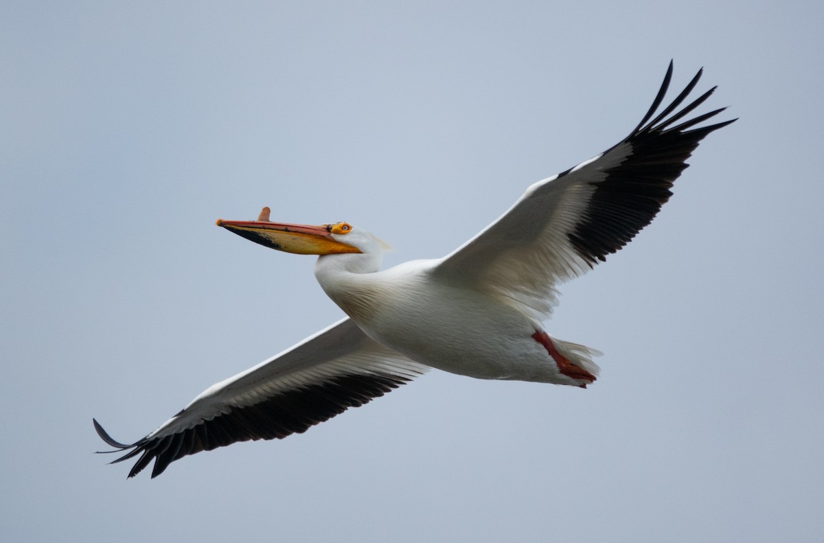 American White Pelican - Anna Elkins