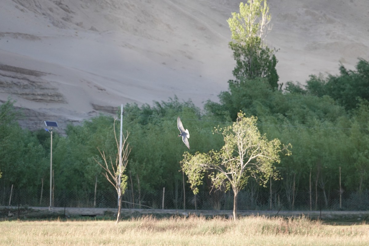 Whiskered Tern - ML619442861