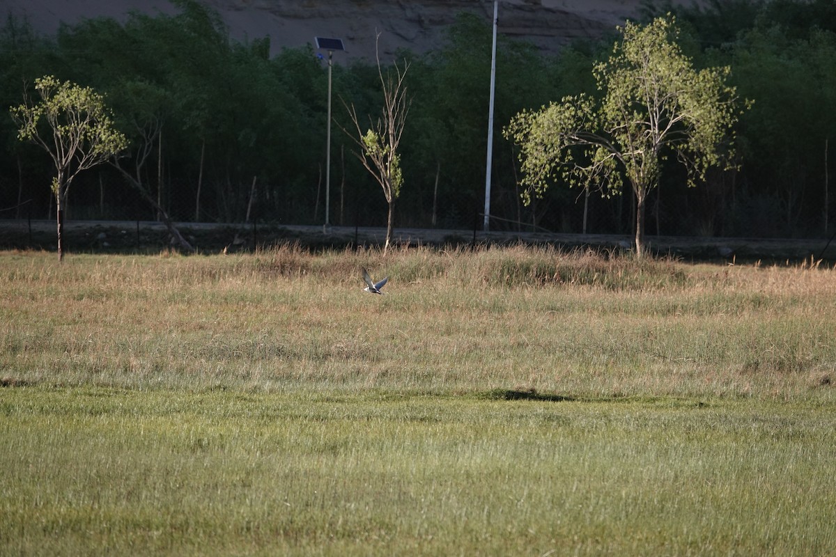 Whiskered Tern - ML619442864