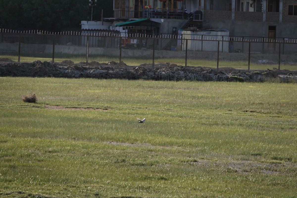 Whiskered Tern - ML619442867