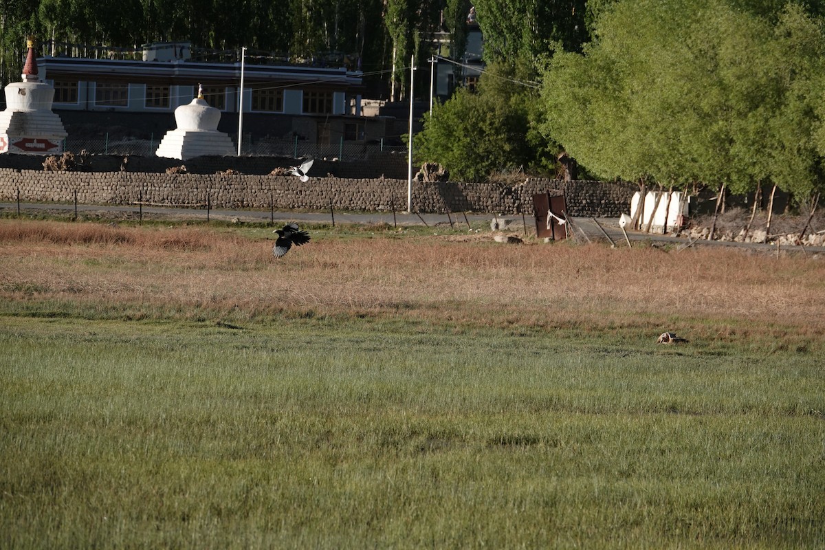 Whiskered Tern - Karma Sonam