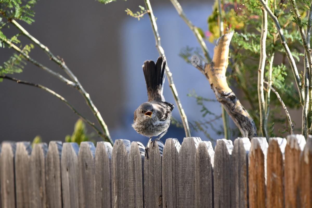 Northern Mockingbird - Lael Rudisill