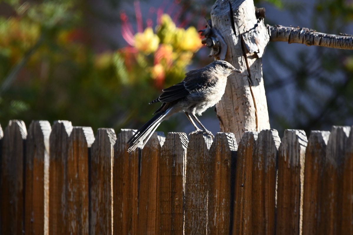 Northern Mockingbird - ML619442878