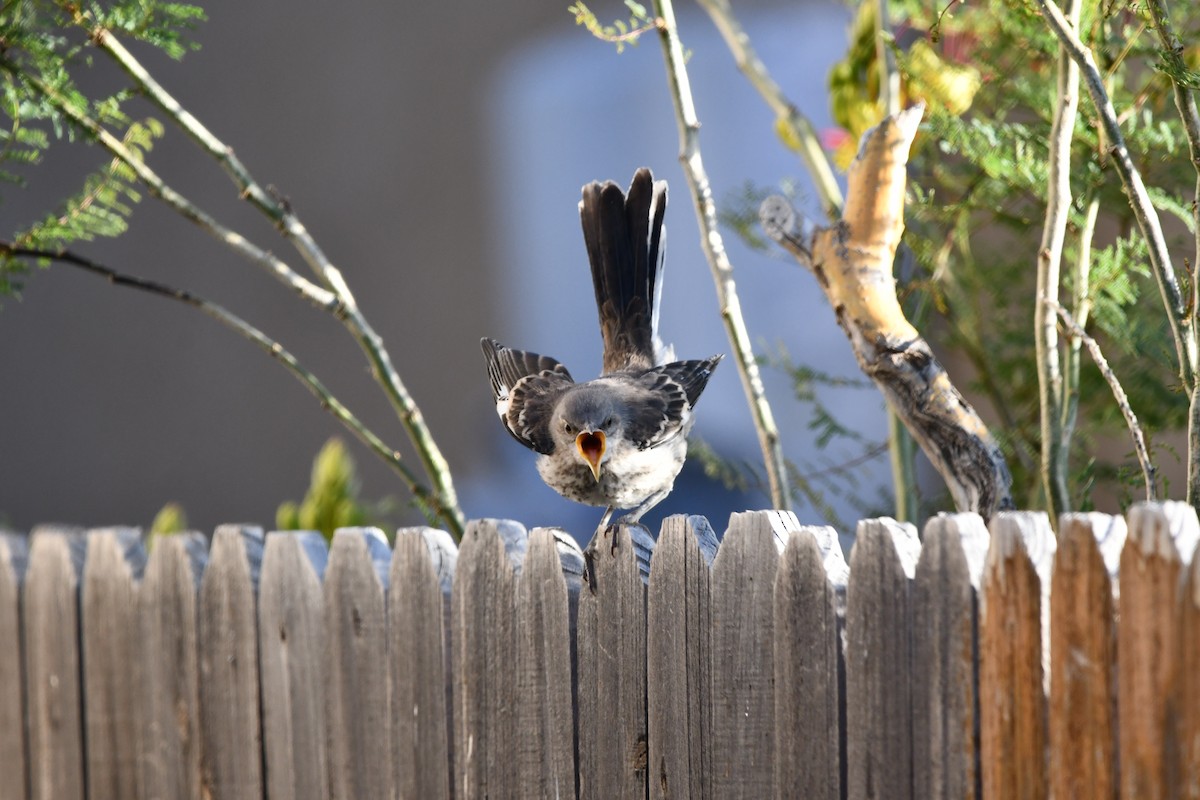 Northern Mockingbird - Lael Rudisill