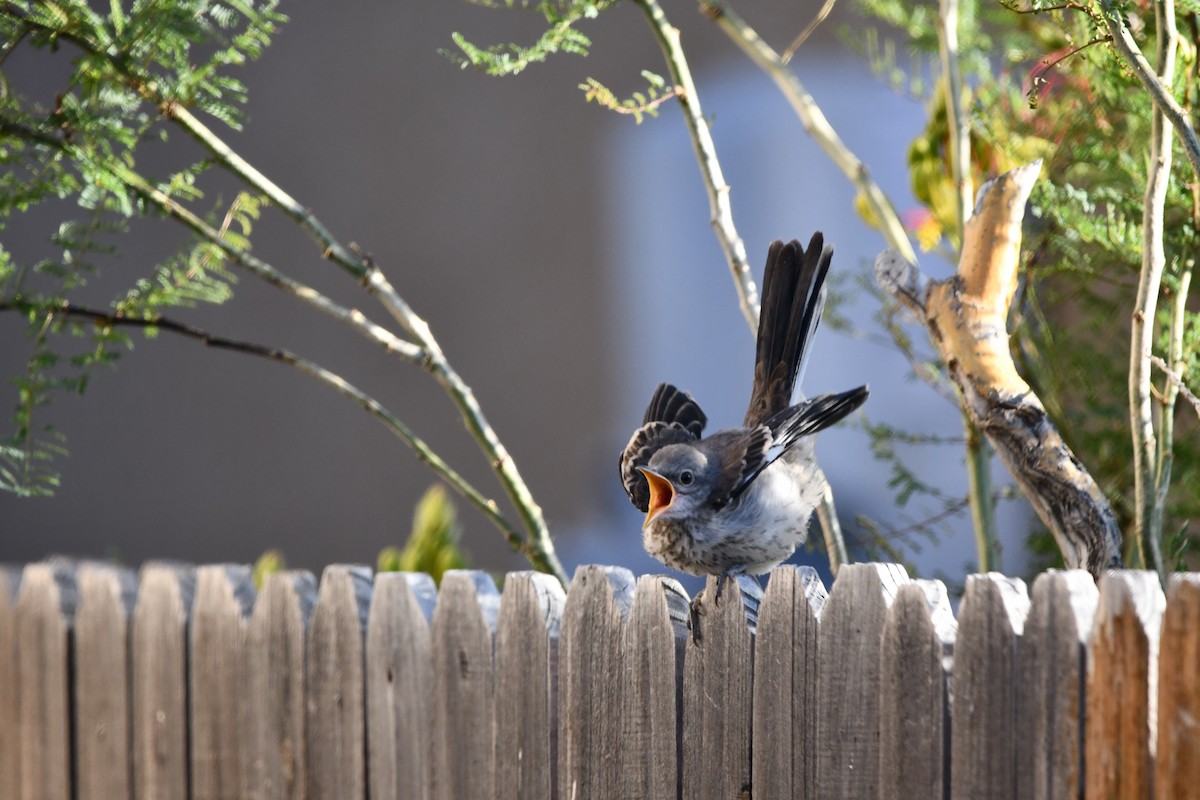 Northern Mockingbird - Lael Rudisill