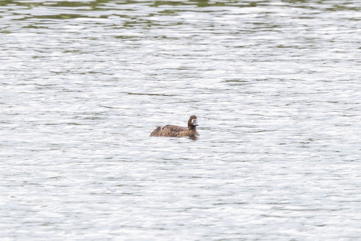 Lesser Scaup - Stefan Woltmann