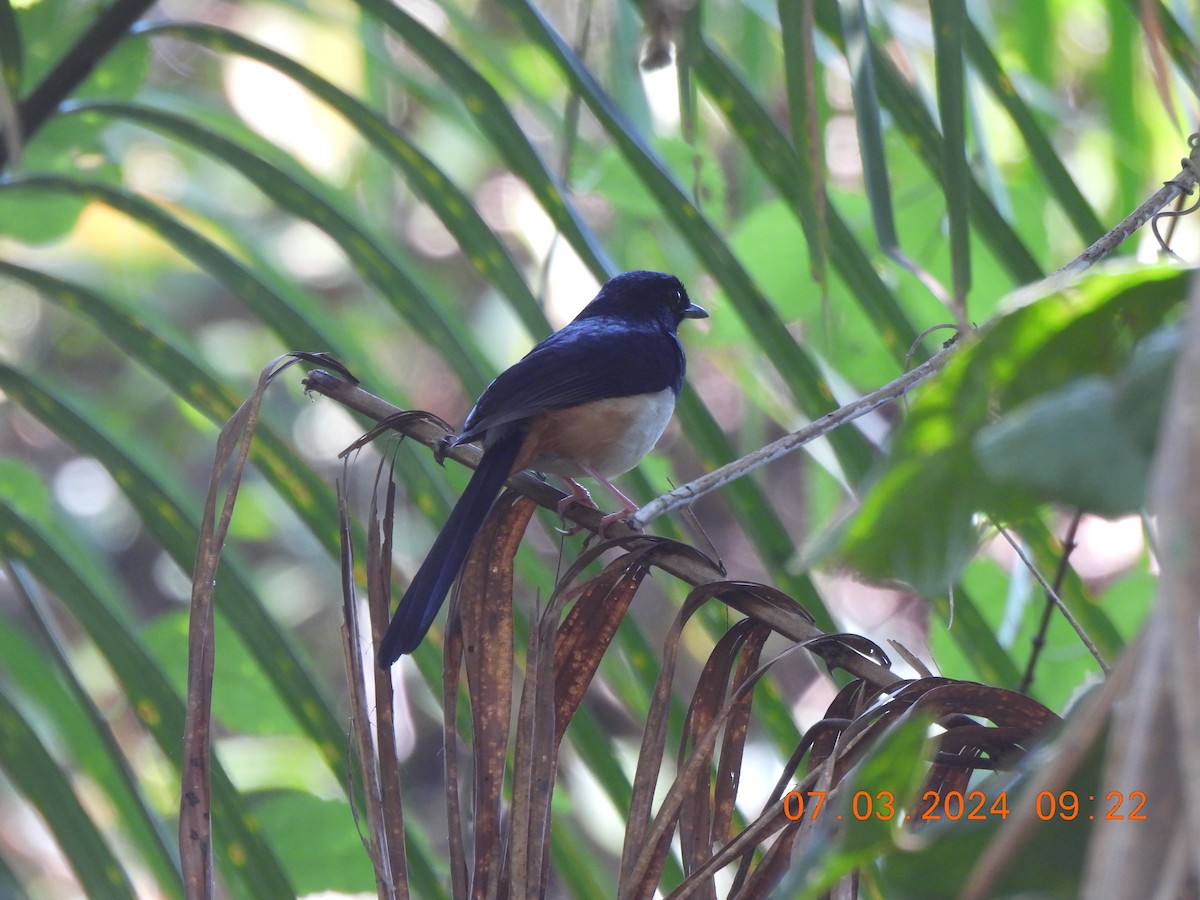 Andaman Shama - Muralidharan S