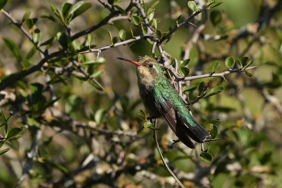 Glittering-bellied Emerald - ML619442896