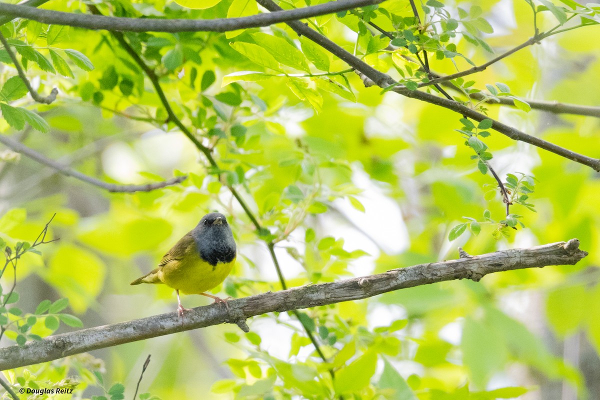 Mourning Warbler - Charlotte Pavelka & Doug Reitz