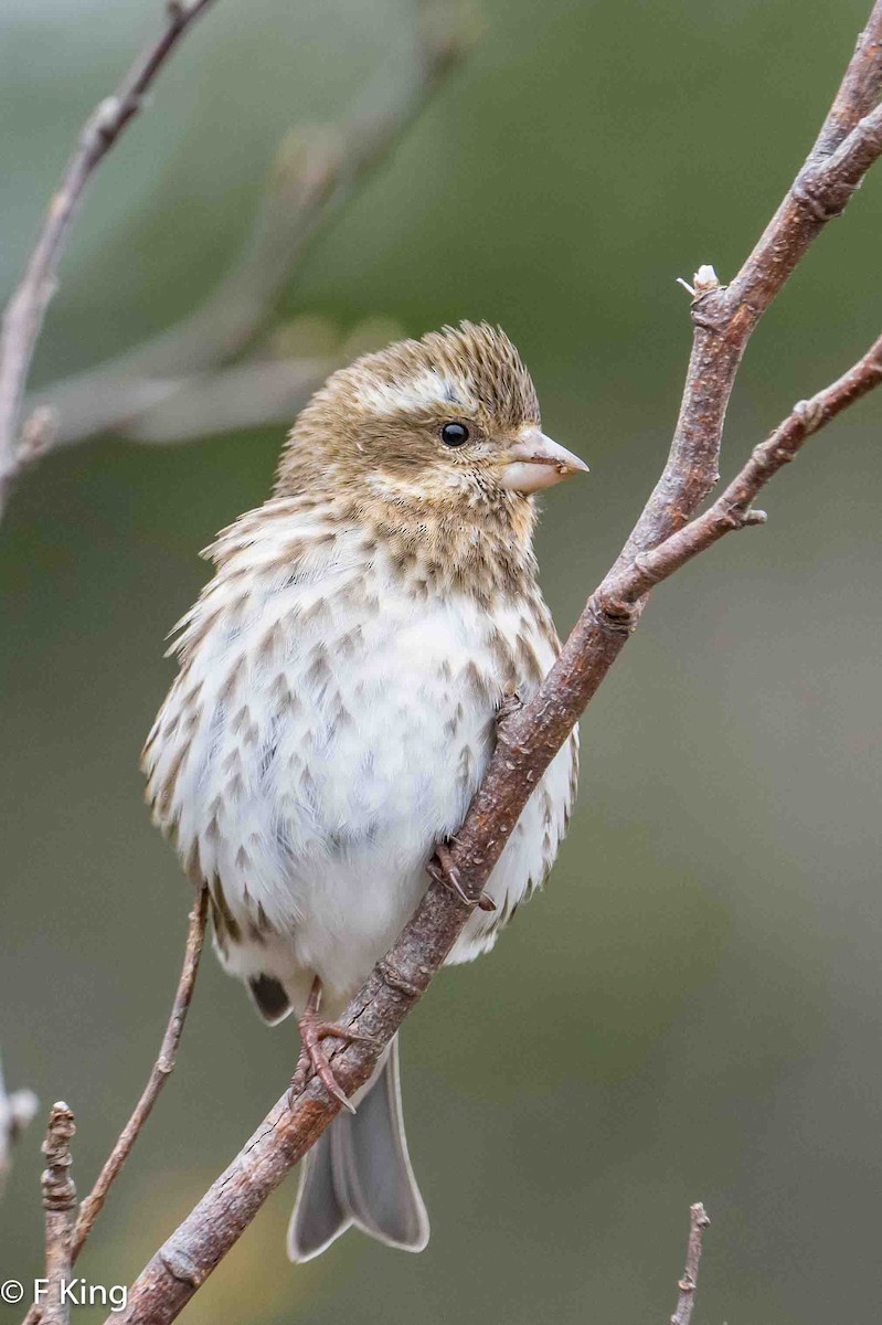 Purple Finch - Frank King