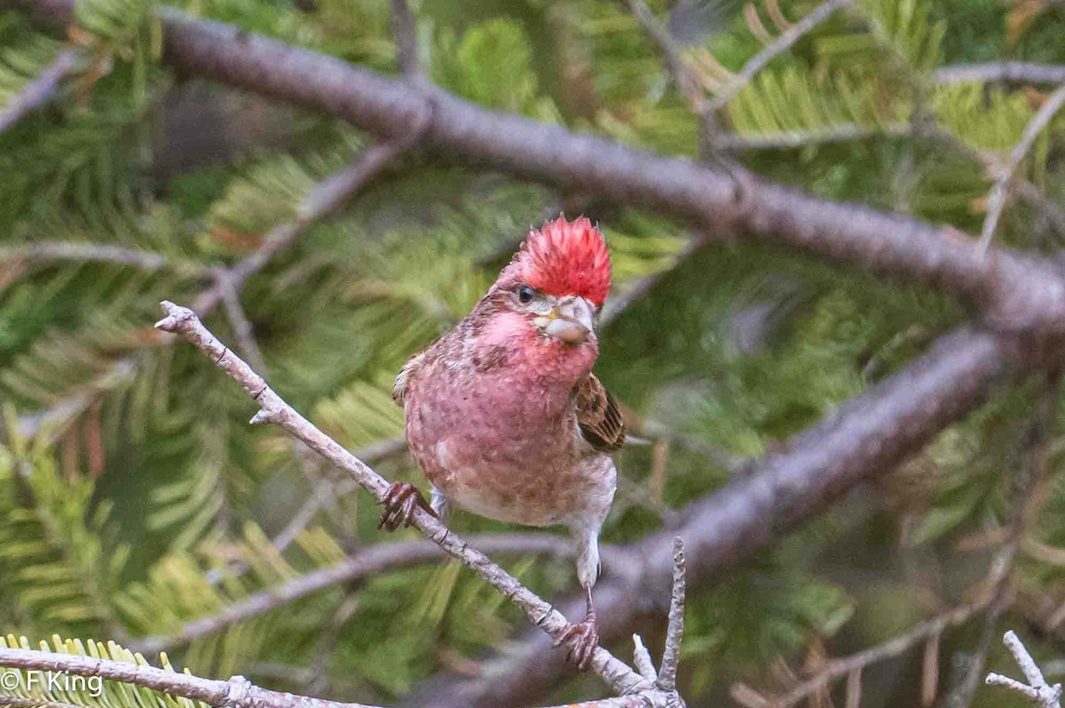 Purple Finch - Frank King