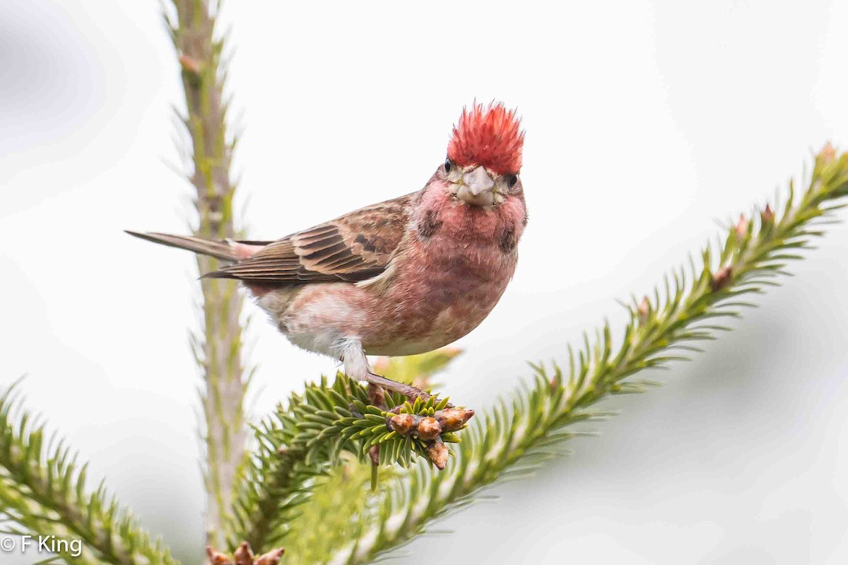 Purple Finch - Frank King