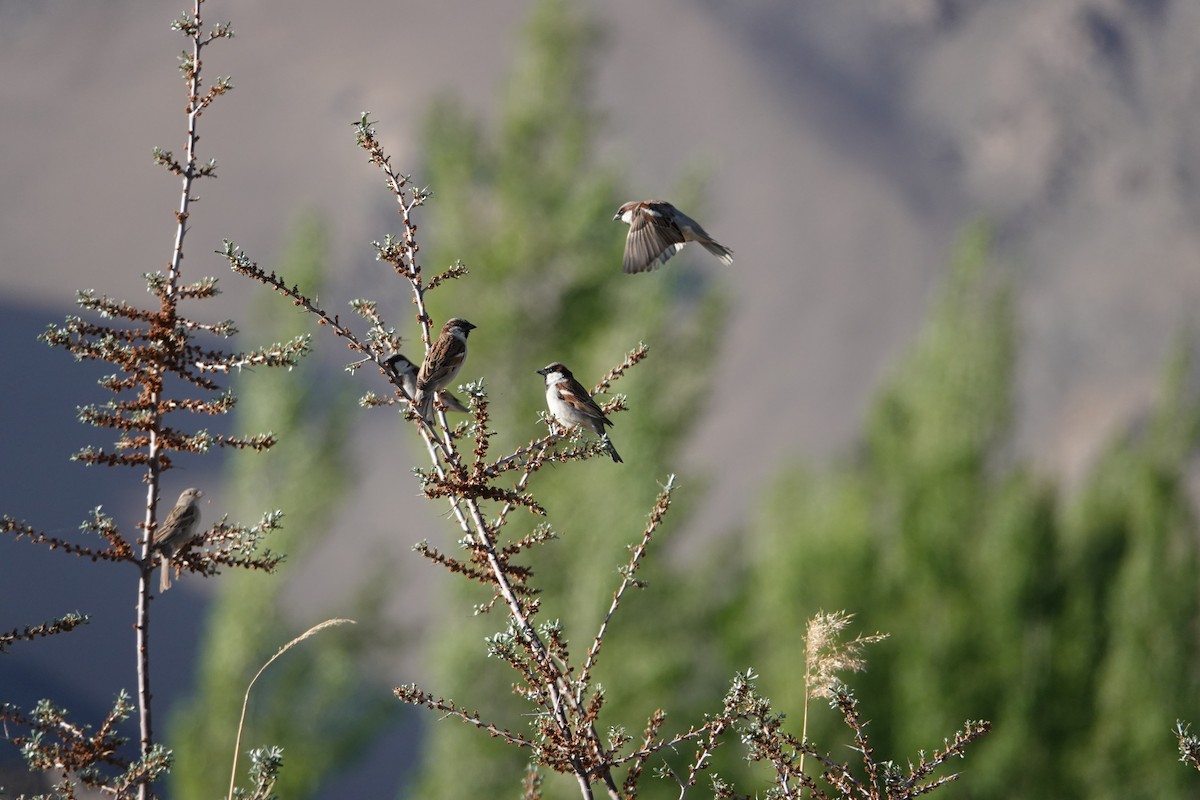 House Sparrow - ML619442909