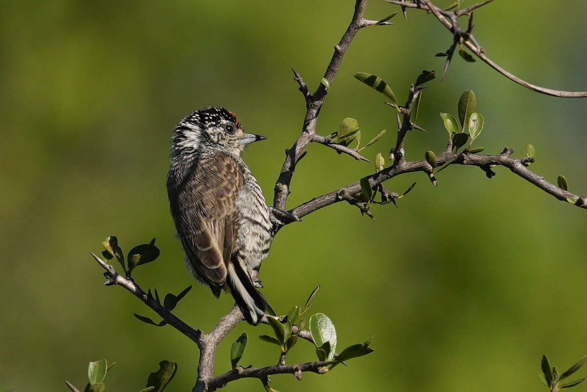 White-barred Piculet - Jorge Claudio Schlemmer