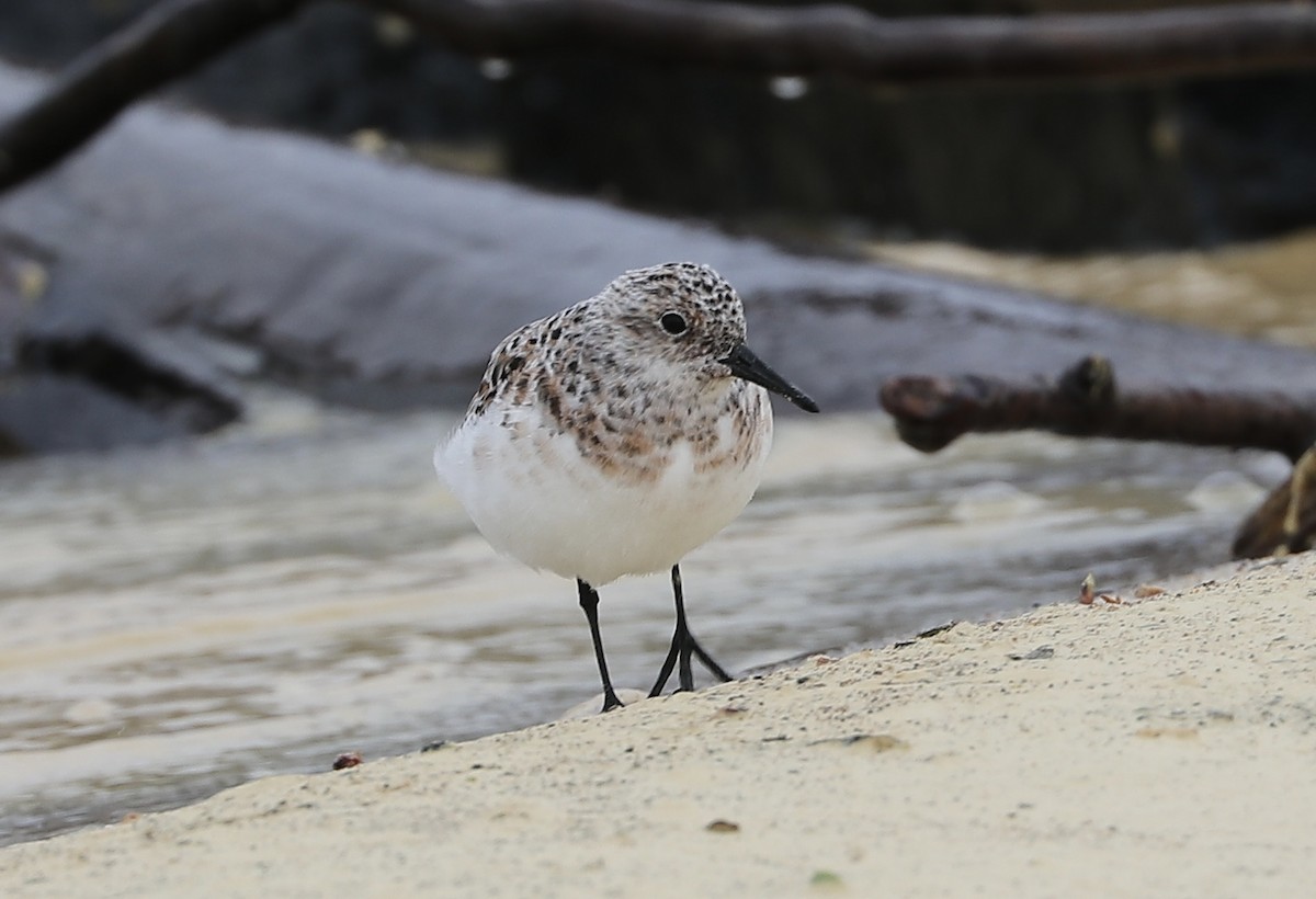 Bécasseau sanderling - ML619442922