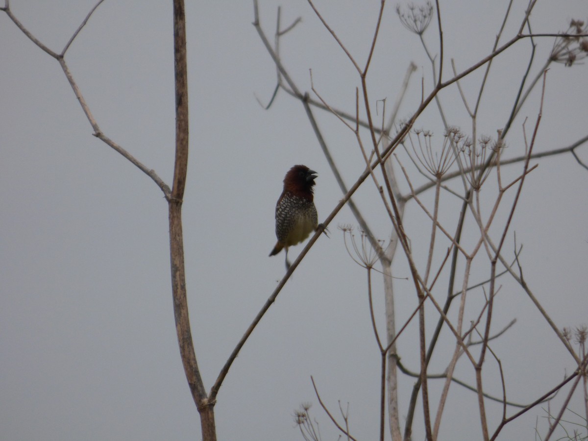 Scaly-breasted Munia - ML619442931