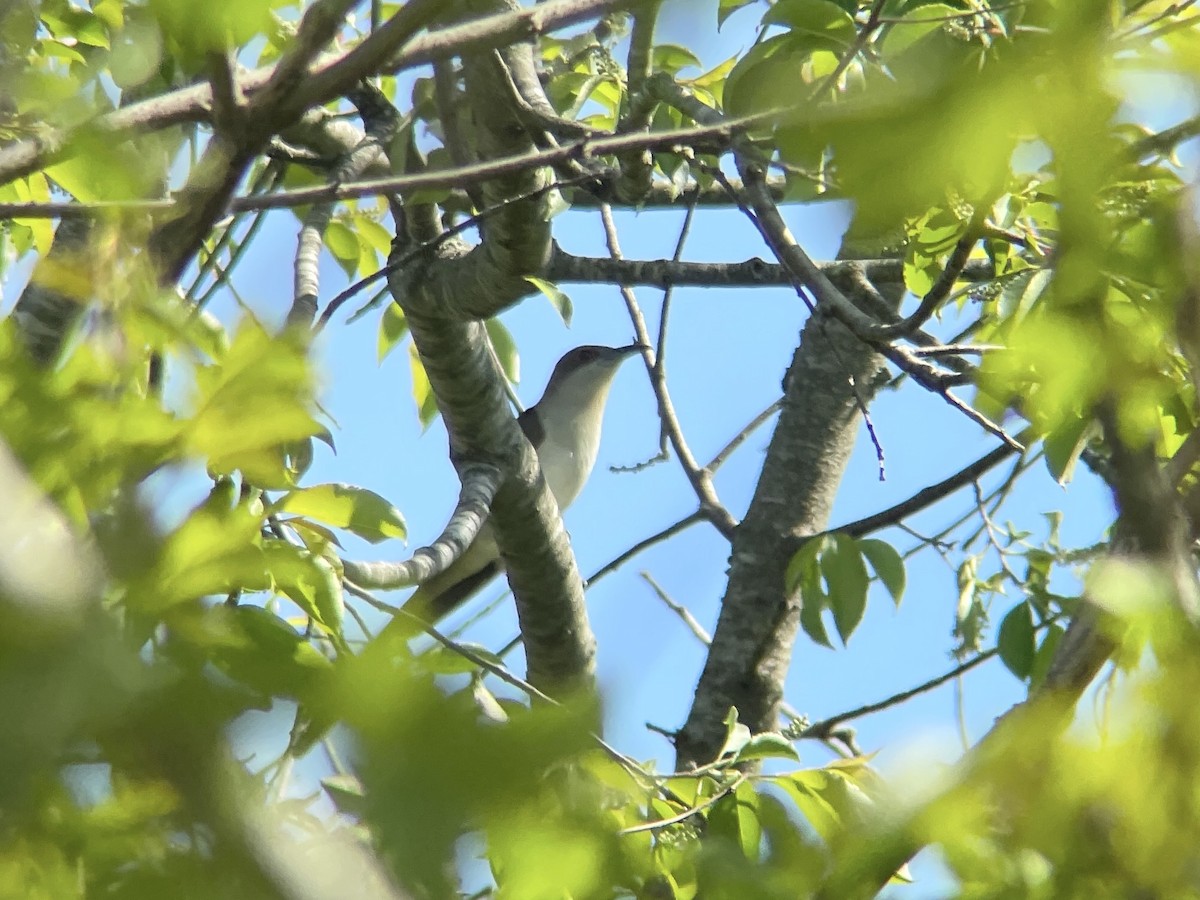 Black-billed Cuckoo - Ben Shamgochian