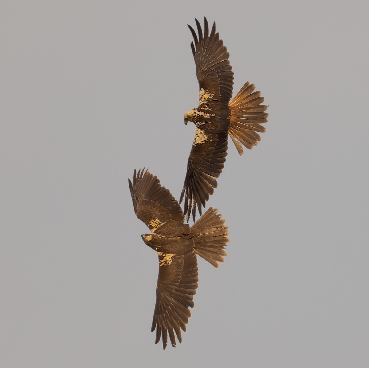 Western Marsh Harrier - Mario Vigo