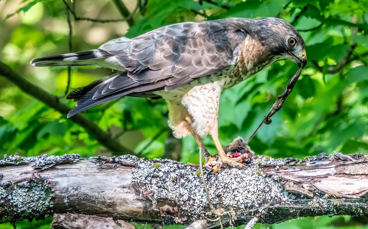 Broad-winged Hawk - Gale VerHague