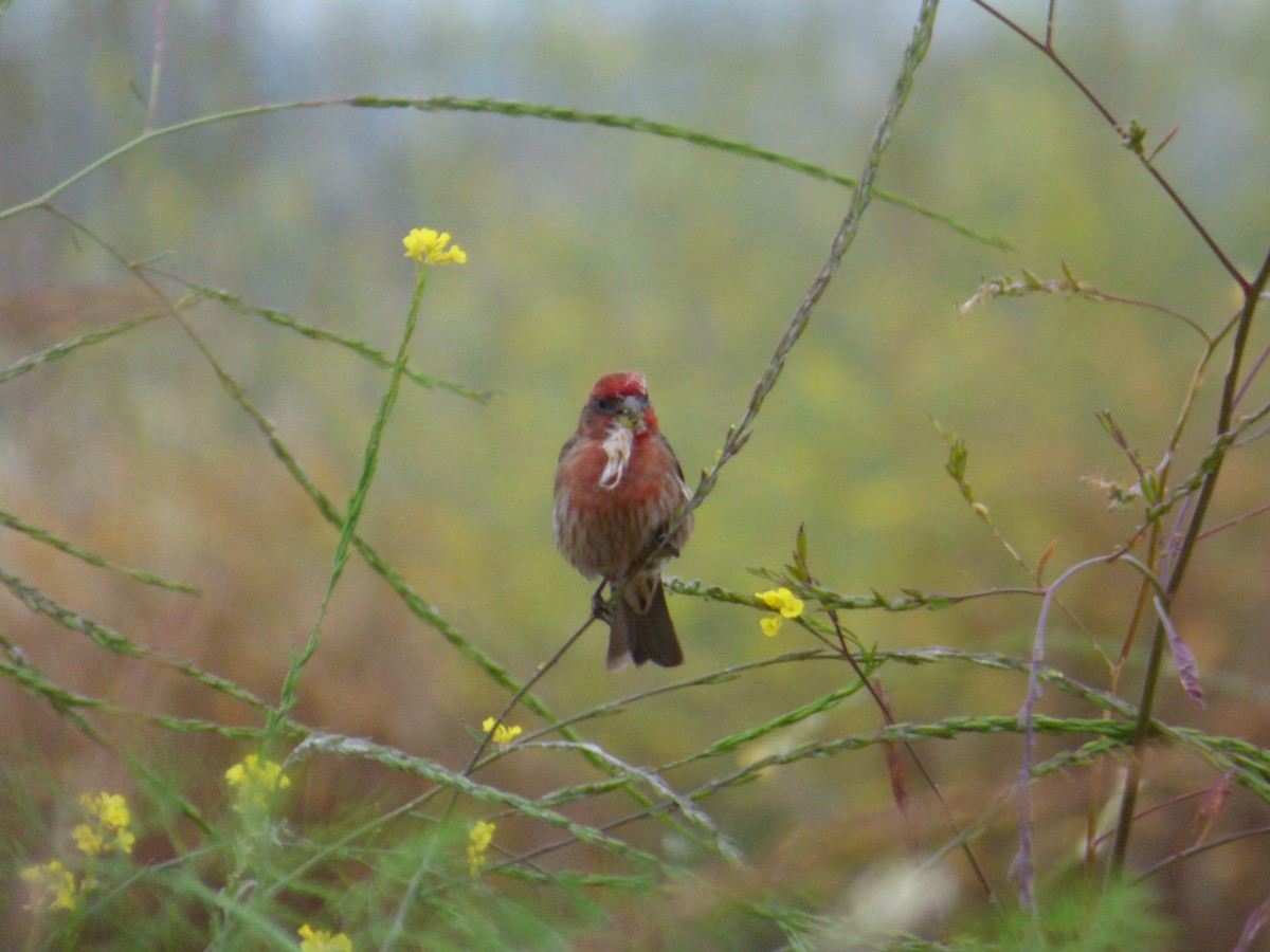 House Finch - Jude Flores